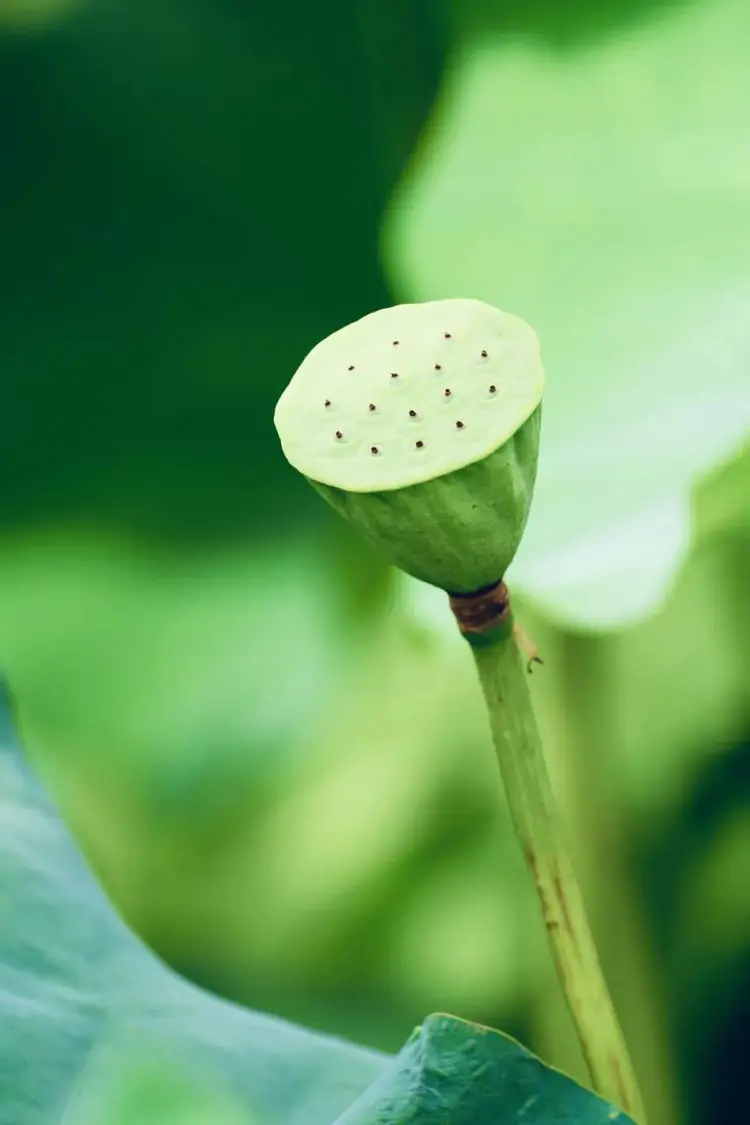 玛戈隆特骨瓷(上海)有限公司_玛戈隆特骨瓷为啥这么贵_玛戈隆特骨瓷g20