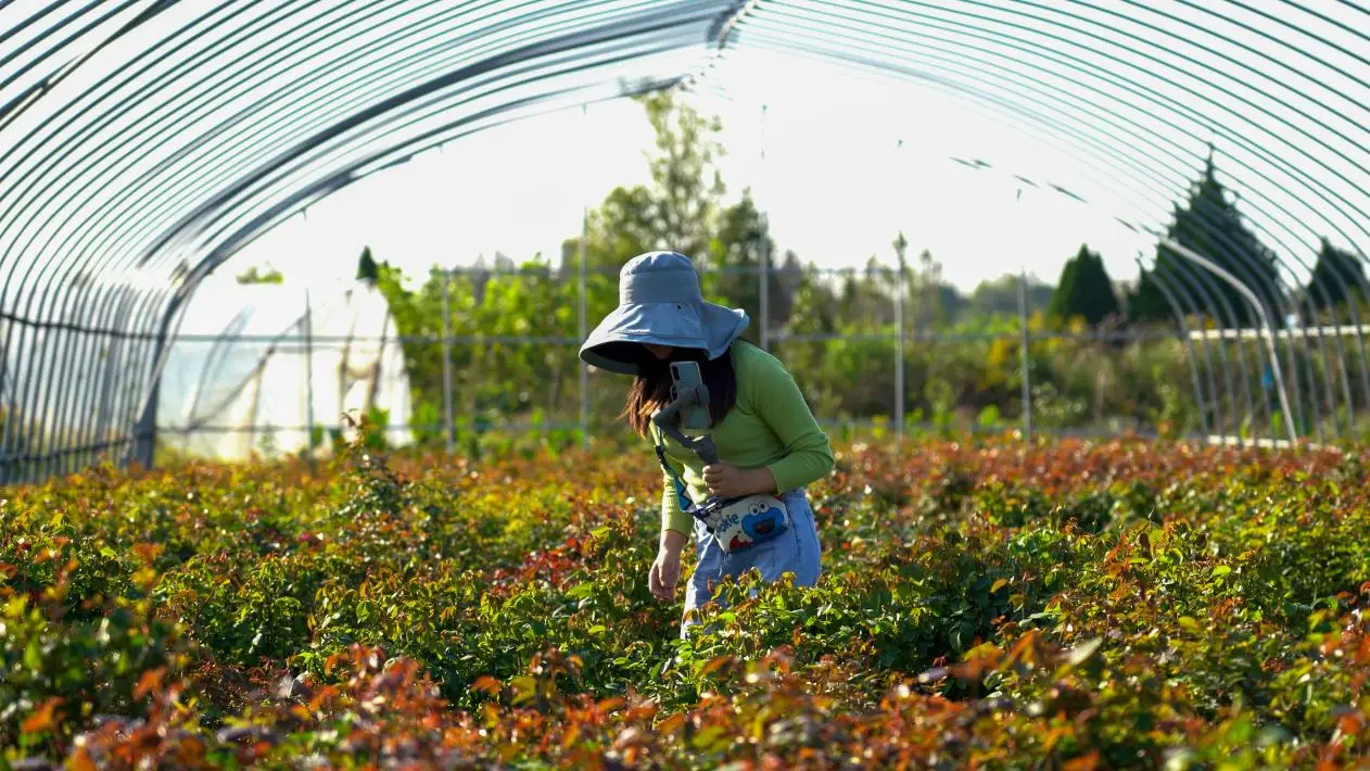 柴郡猫图片高清_柴郡猫表情包_柴郡猫壁纸