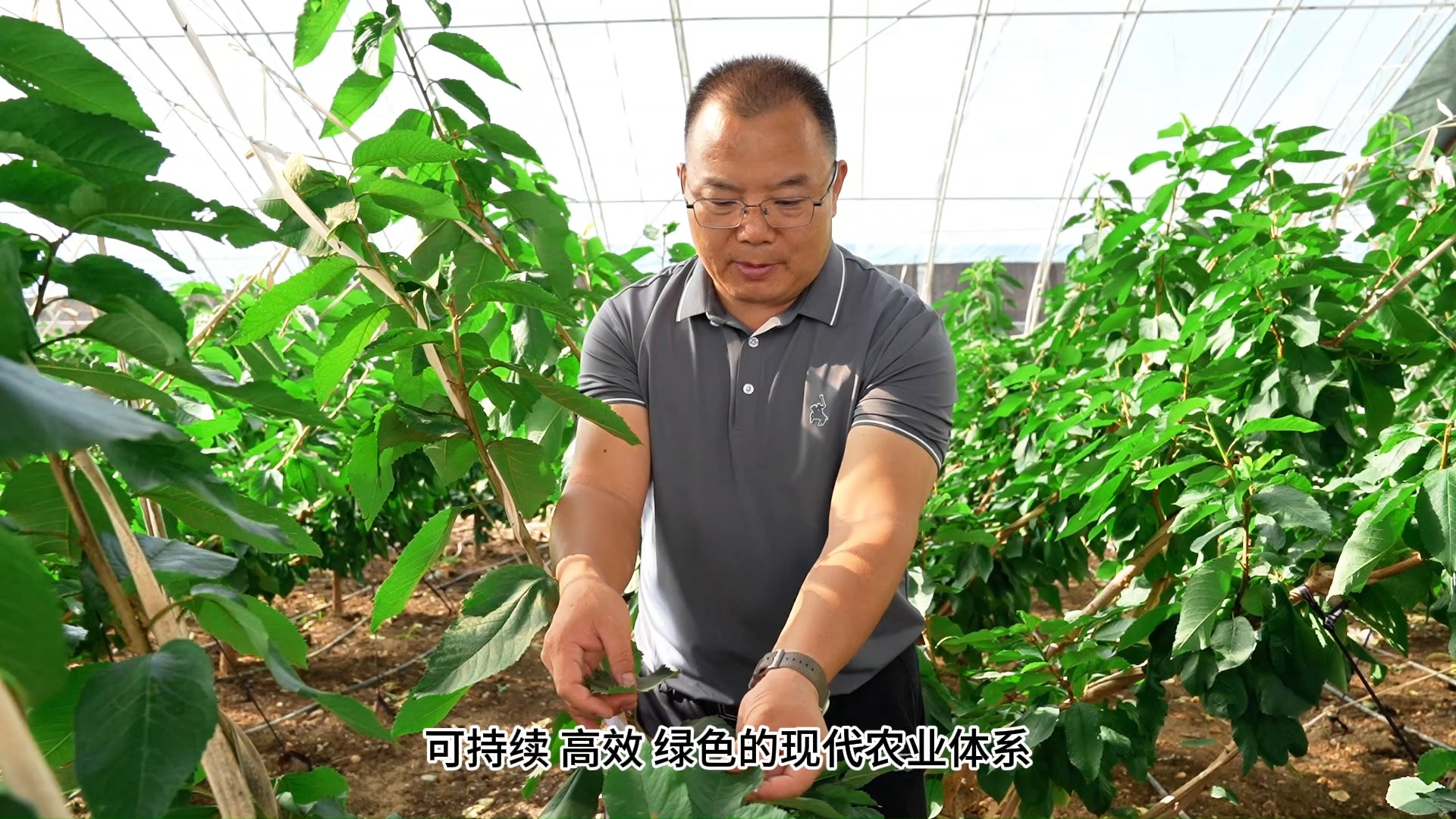 柴郡猫壁纸_柴郡猫表情包_柴郡猫图片高清